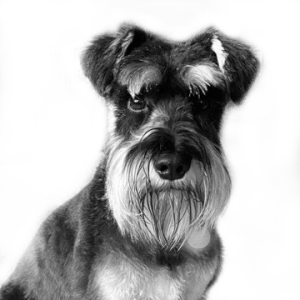 Dave - Pitch Partners, Shredder