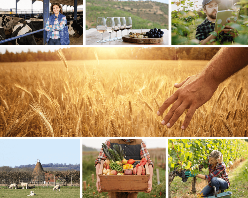 IT Services for Food and Wine