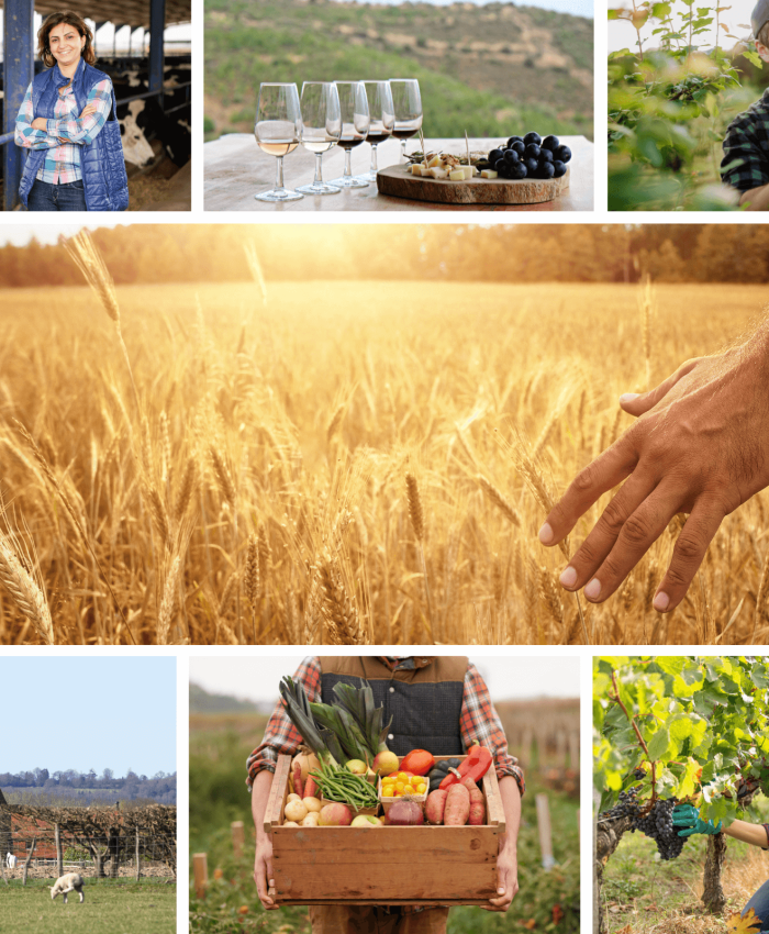 IT Services for Food and Wine