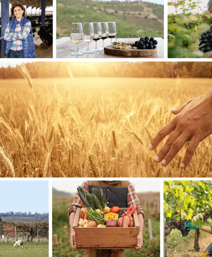 IT Services for Food and Wine